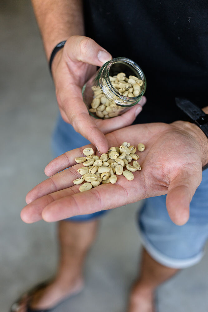 Portrait of the coffee manufacturer Purschwarz Male hand with raw, unroasted coffee beans