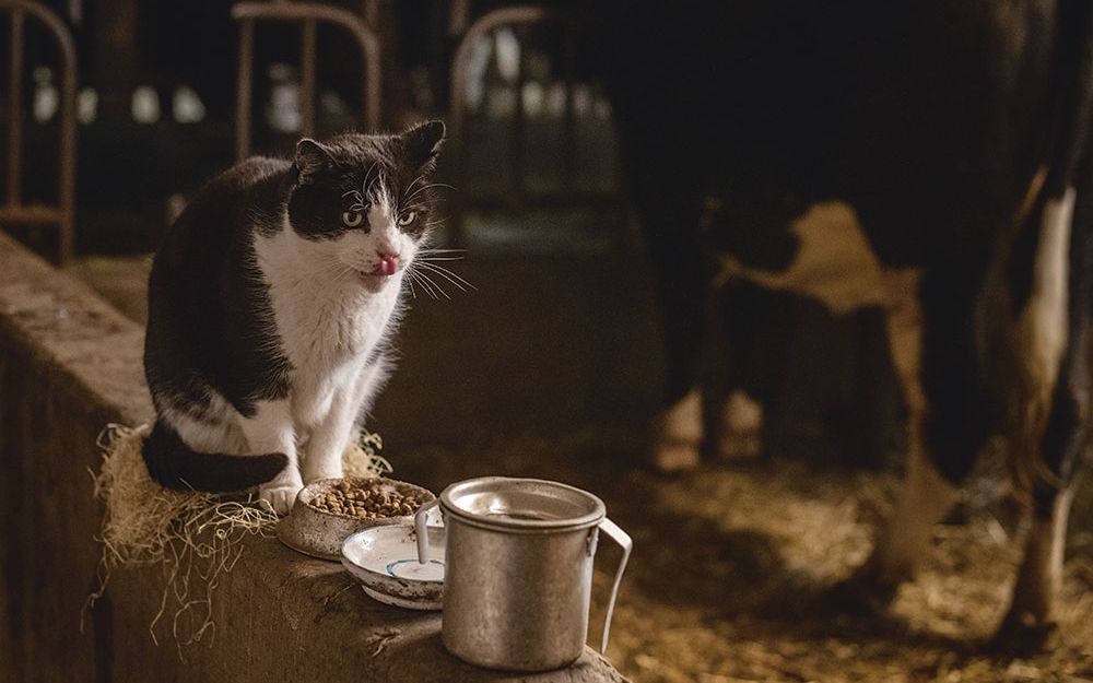 Interview with organic farmer Julia Galloth Cat sits in cowshed on beams and drinks milk