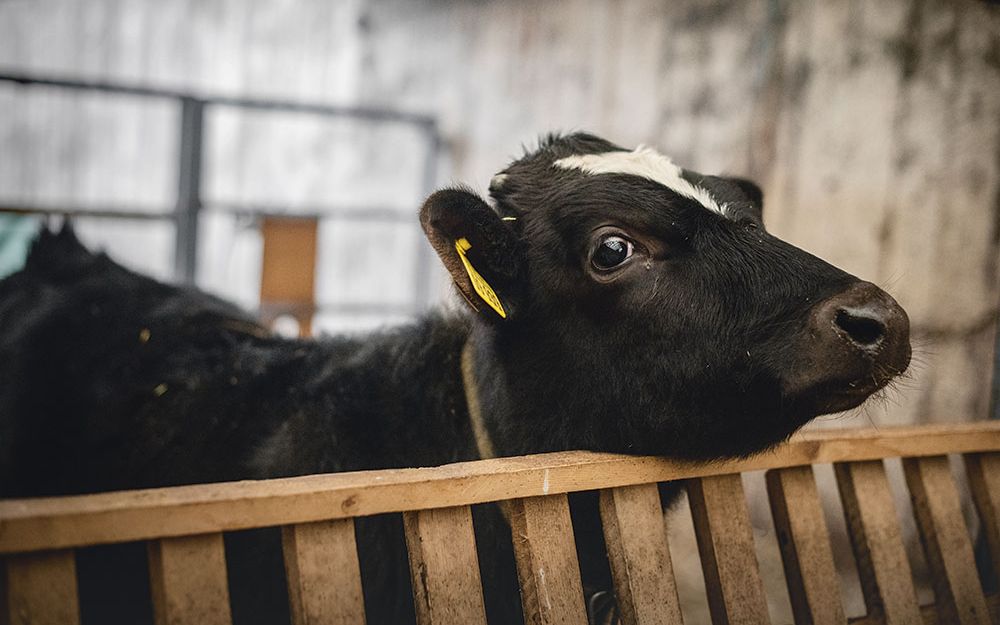 Interview with young farmer Julia Galloth Calf in stable stretches its head over a barrier