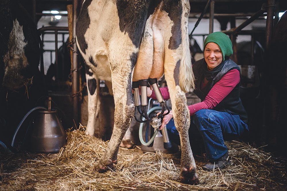Interview with organic farmer Julia Galloth Farmer's wife Julia Galloth sitting on a milking stool and milking a cow