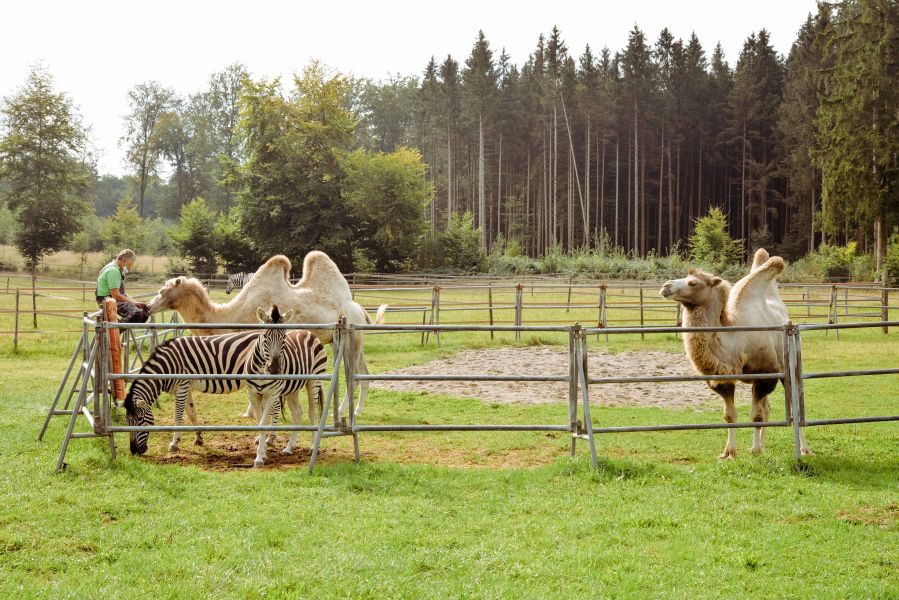 Visit to Circus Krone Farm for SeeMagazin 2021 Camels and zebra standing in paddock