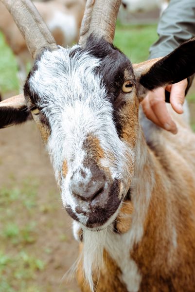 Visit to Circus Krone Farm for SeeMagazin 2021 Goat