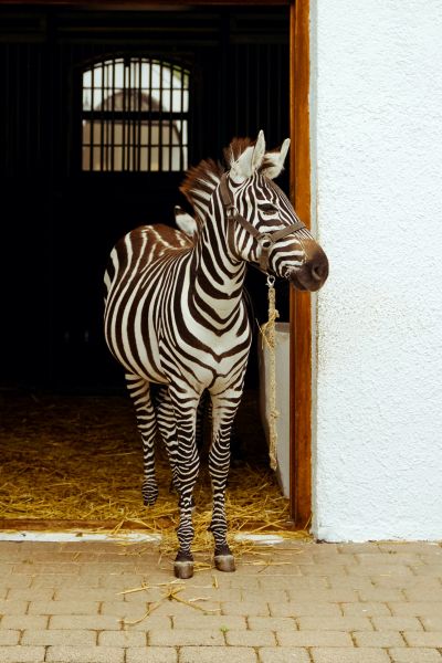 Visit to Circus Krone Farm for SeeMagazin 2021 Zebra stands in front of stable